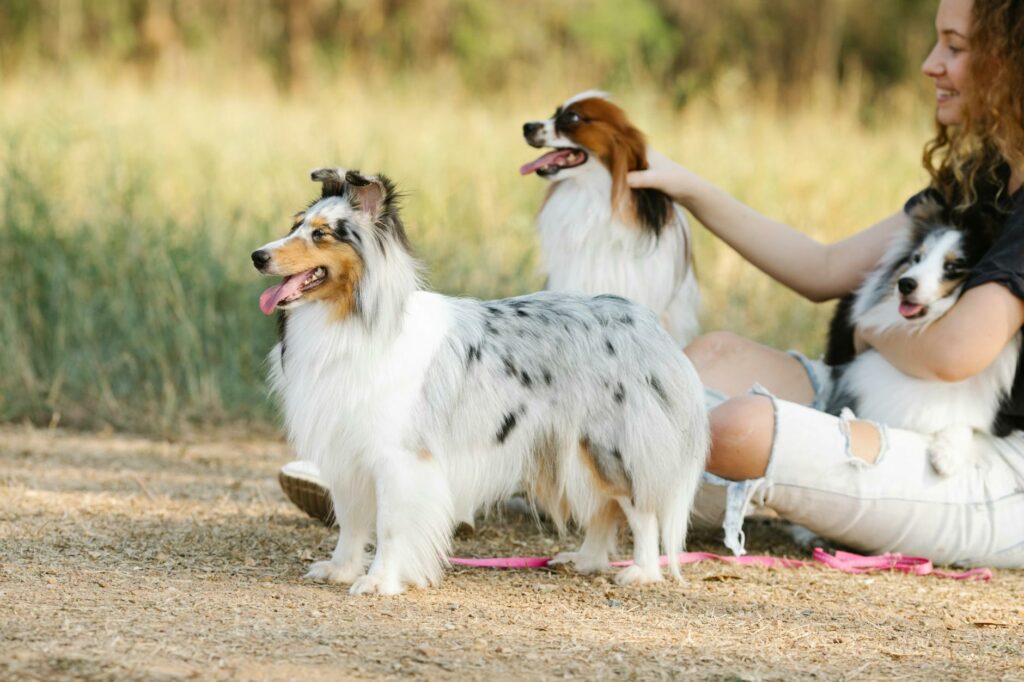 fluffy dogs near female owner in countryside