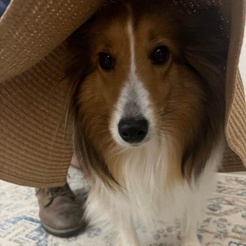 Shetland sheepdog, Sheltie,  in fashionable straw hat